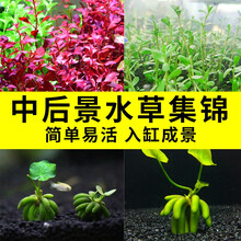 水草香蕉草新款 水草香蕉草21年新款 京东 水草香蕉草新款 水草香蕉草21年新款 京东