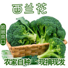 白花菜品牌及商品 京东