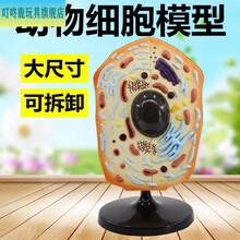 动物细胞模型新款 动物细胞模型2021年新款 京东