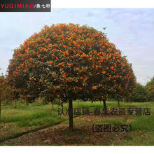 状元红树苗价格报价行情 京东