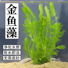 养金鱼水草价格报价行情 京东