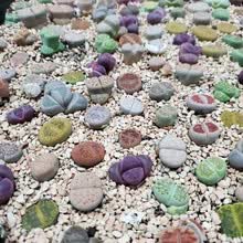 石生花植物价格报价行情 京东
