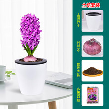 水仙紫色价格报价行情 京东