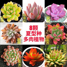 夏型种多肉新款 夏型种多肉21年新款 京东