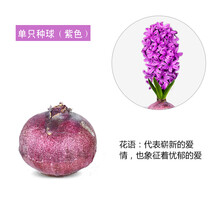 水仙紫色价格报价行情 京东 水仙紫色价格报价行情 京东