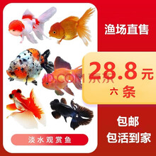 金鱼品种价格报价行情 京东