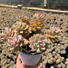 幽灵公主多肉品牌及商品 京东