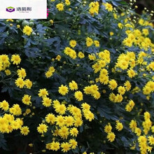 白菊种子新款 白菊种子21年新款 京东