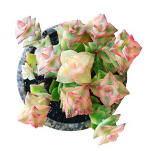 十字星锦多肉植物价格报价行情 京东