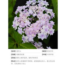 盆栽花火价格报价行情 京东