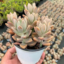 幽灵公主多肉品牌及商品 京东