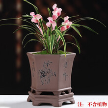 兰花花盘价格报价行情 京东
