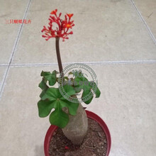 多肉块根植物 京东