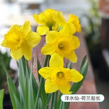 超目玉 かや長8畳用 水仙 夏 夏休み Njoyhotelandsuites Com 超目玉 かや長8畳用 水仙 夏 夏休み Njoyhotelandsuites Com