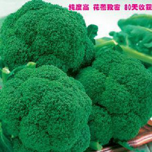 种子花椰菜型号规格 京东 种子花椰菜型号规格 京东