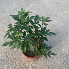 植物仙草价格报价行情 京东