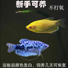 中型观赏鱼 京东