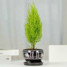 盆景松树新款 盆景松树2021年新款 京东