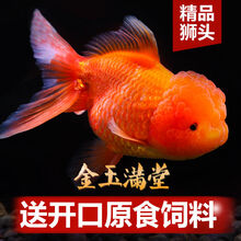 丹頂金魚新款 丹頂金魚21年新款 京东 丹頂金魚新款 丹頂金魚21年新款 京东