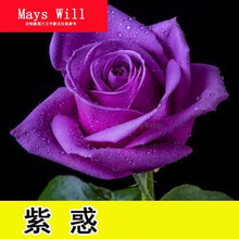 红玫瑰树品牌及商品 京东