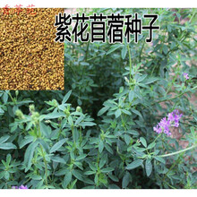 苜蓿草种子紫花型号规格 京东