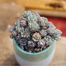 多肉植物蓝豆新款 多肉植物蓝豆21年新款 京东