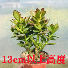 多肉植物玉树价格报价行情 京东 多肉植物玉树价格报价行情 京东