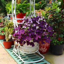 盆栽三叶草图片 京东 盆栽三叶草图片 京东