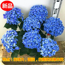 爱莎绣球价格报价行情 京东