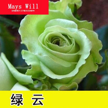 红玫瑰树品牌及商品 京东