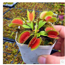 盆栽植物猪笼草价格报价行情 京东