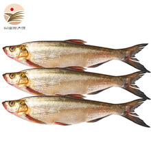 大白鱼价格报价行情 京东