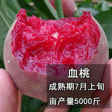 水蜜桃种苗新款 水蜜桃种苗21年新款 京东