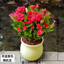 麒麟盆栽价格报价行情 京东