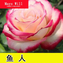 红玫瑰树品牌及商品 京东