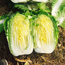 家庭菜园种子新款 家庭菜园种子21年新款 京东