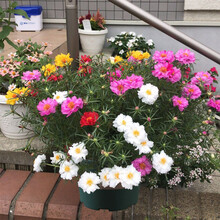 白色太阳花价格报价行情 京东