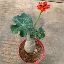 多肉块根植物价格报价行情 京东