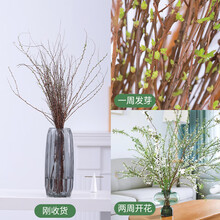 龙书草树苗价格报价行情 京东