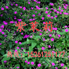 夏季花种新款 夏季花种21年新款 京东