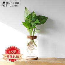 大叶水生植物型号规格 京东