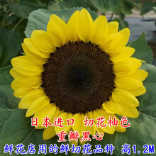 切花向日葵种子新款 切花向日葵种子21年新款 京东