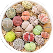 多肉植物石头花价格报价行情 京东