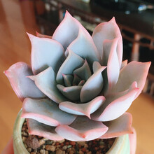 多肉植物丽娜莲价格报价行情 京东