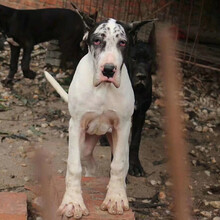 巨型犬】品牌_巨型犬牌子\/图片大全- 京东