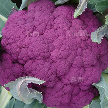 团鱼洲西兰花品牌及商品 京东