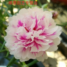 初霜种子品牌及商品 京东 初霜种子品牌及商品 京东