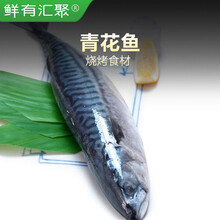 青花鱼营养新款 青花鱼营养21年新款 京东