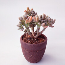 醉美人多肉品牌及商品 京东