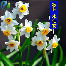 夏季花种价格报价行情 京东